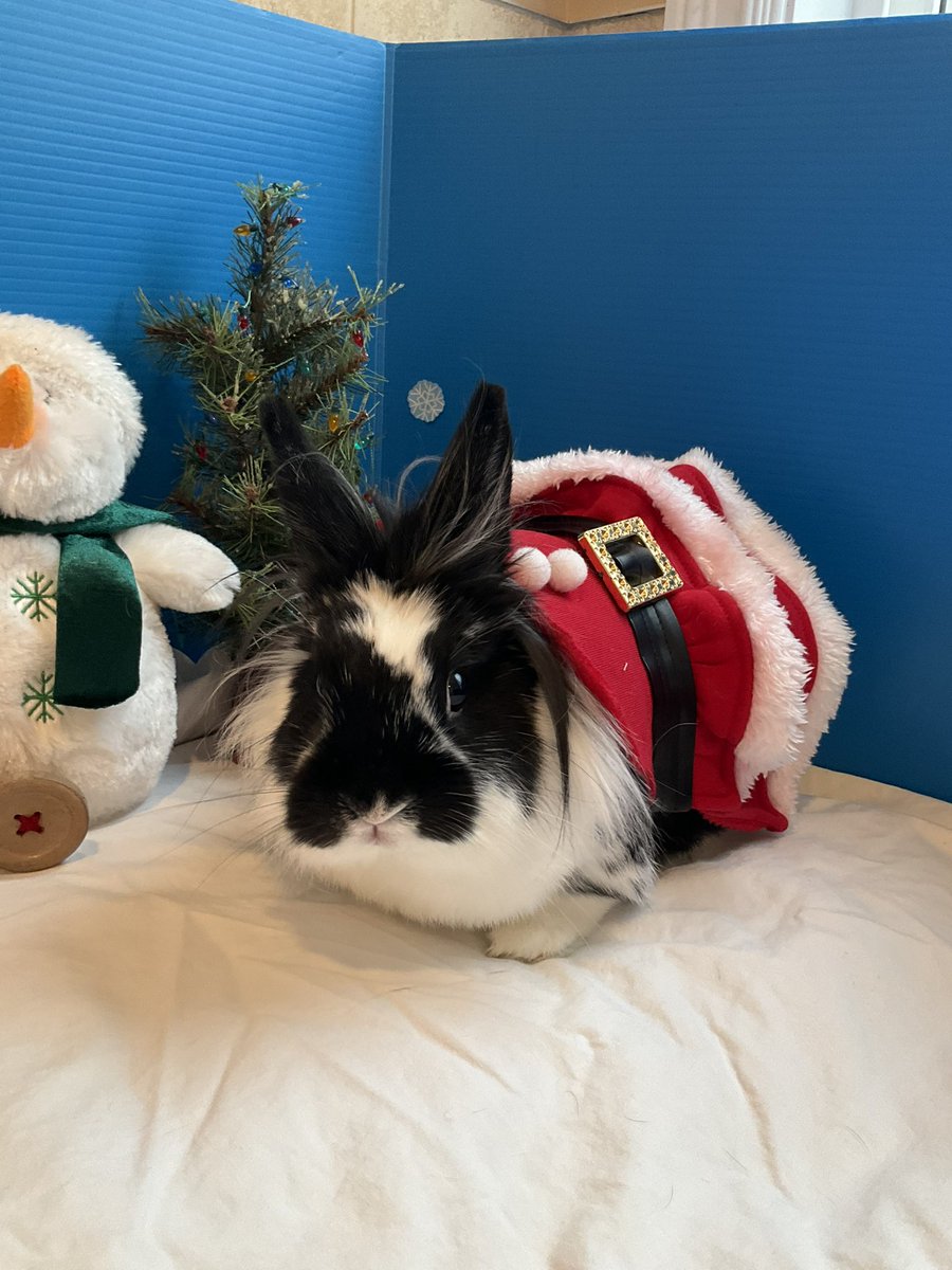 Cenobyte🦑🧲⚫🐸 ֍😷🇨🇦🐰🐰♂️ tweet media