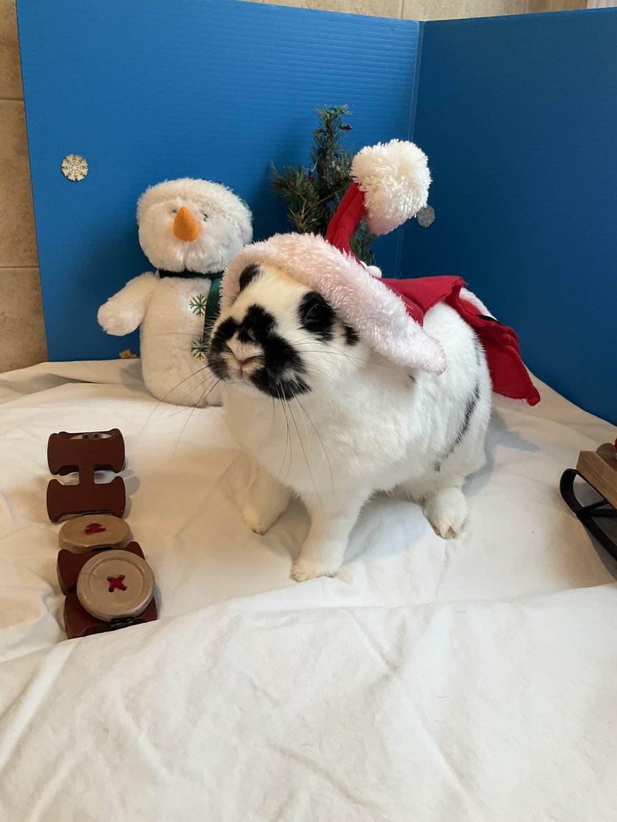 Cenobyte🦑🧲⚫🐸 ֍😷🇨🇦🐰🐰♂️ tweet media