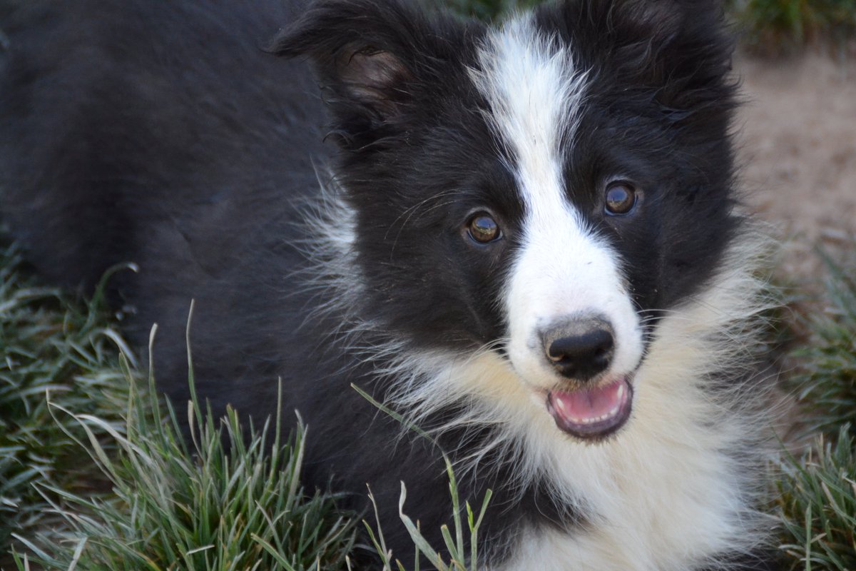 SarahAllisonFl's tweet photo. Border Collies are natural problem-solvers, and their energy and drive make them perfect for active families and work environments. If you have one, you’re living with a genius of the canine world! 🧠🐕 #DogIntelligence #ColliePower https://t.co/qQp31rZHns