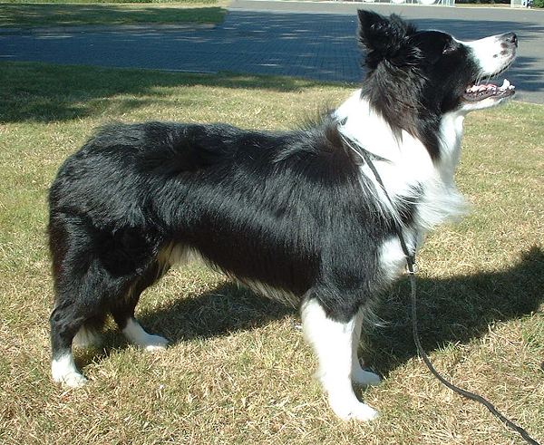 SarahAllisonFl's tweet photo. Border Collies are natural problem-solvers, and their energy and drive make them perfect for active families and work environments. If you have one, you’re living with a genius of the canine world! 🧠🐕 #DogIntelligence #ColliePower https://t.co/qQp31rZHns