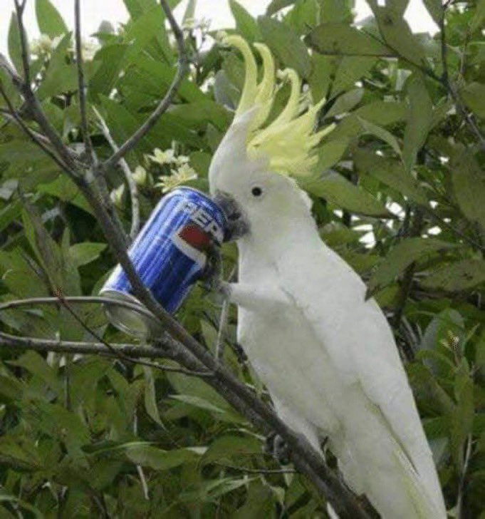 Out of Context Birds (@contextbirds) on Twitter photo 