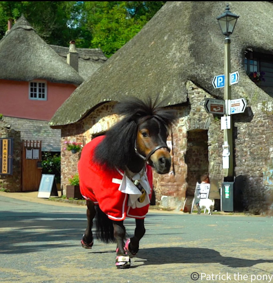 Patrick the celebrity and therapy pony - and our special animal ambassador - is to appear on next Sunday’s love Your Weekend with Alan Titchmarsh on ITV.