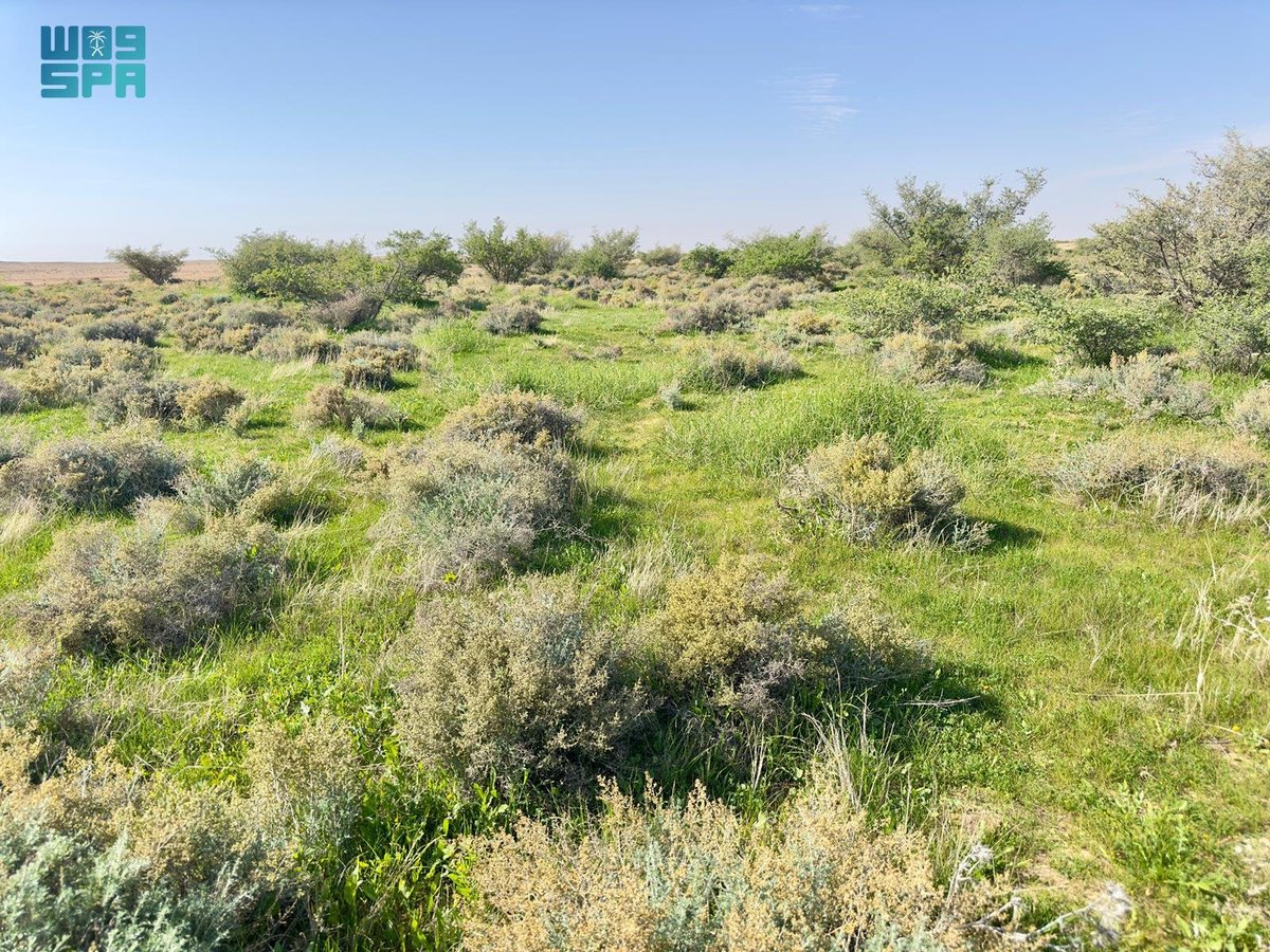 SaudiTVEN's tweet photo. Captivating spring landscapes emerge in "Mughti" east of Laina village, Northern Borders.  

#NorthernBorders | #SpringLandscapes | #SaudiArabia https://t.co/3dpMxM8yTX