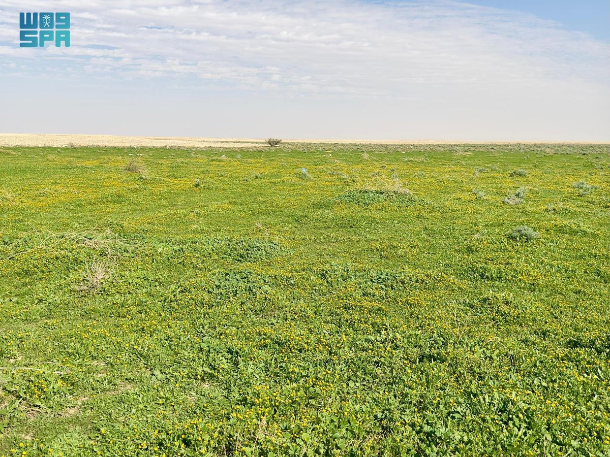 SaudiTVEN's tweet photo. Captivating spring landscapes emerge in "Mughti" east of Laina village, Northern Borders.  

#NorthernBorders | #SpringLandscapes | #SaudiArabia https://t.co/3dpMxM8yTX