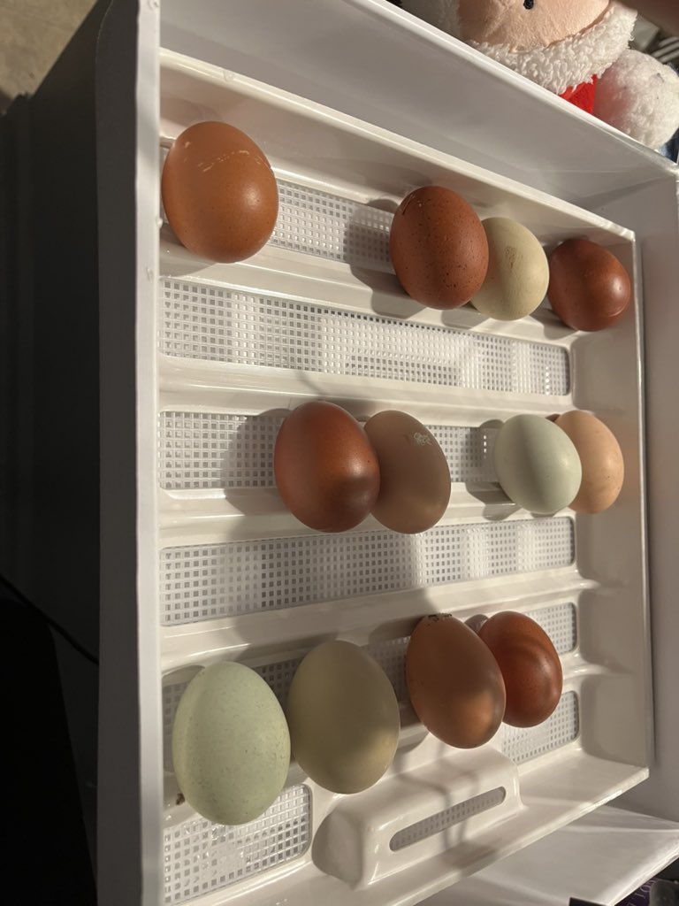 Let’s hatch some chicks! <a href="/PMS_Agriculture/">David Chestnut</a>