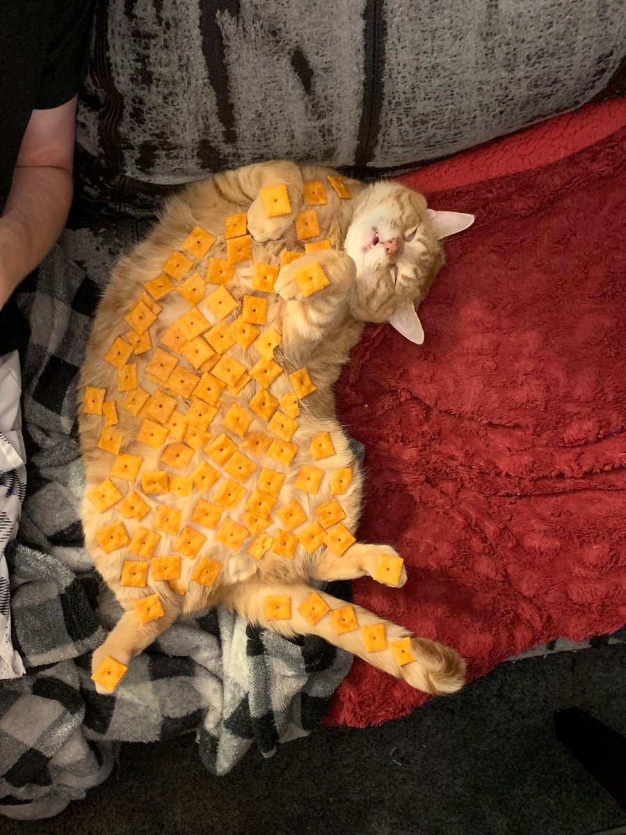 ShouldHaveCat's tweet photo. This cat's name is Cheezit, he is a heavy sleeper and has no worries https://t.co/LPWcOnaSZe