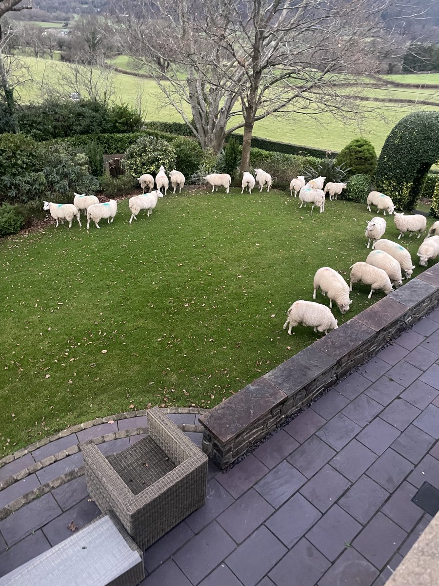 Not what I wanted to see in the #garden today! Ieuan 🤬😡😖😢