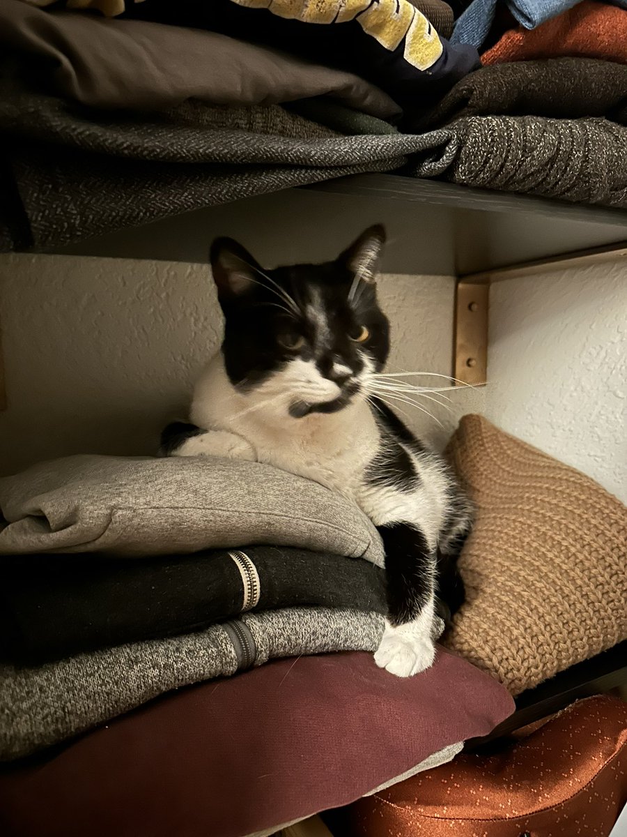 Mr. Kitty tweet media