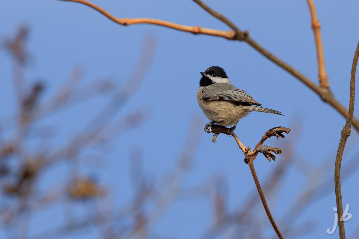 BLVD_DAWG's tweet photo. Carolina Chickadee  #TwitterNatureCommunity #BirdsSeenIn2024 #BirdTwitter #birding #birds #birdphotography #ThingsOutside #ThePhotoHour #birder #birdwatching #NaturePhotography #BirdsOfTwitter https://t.co/7pkVs9M6dv