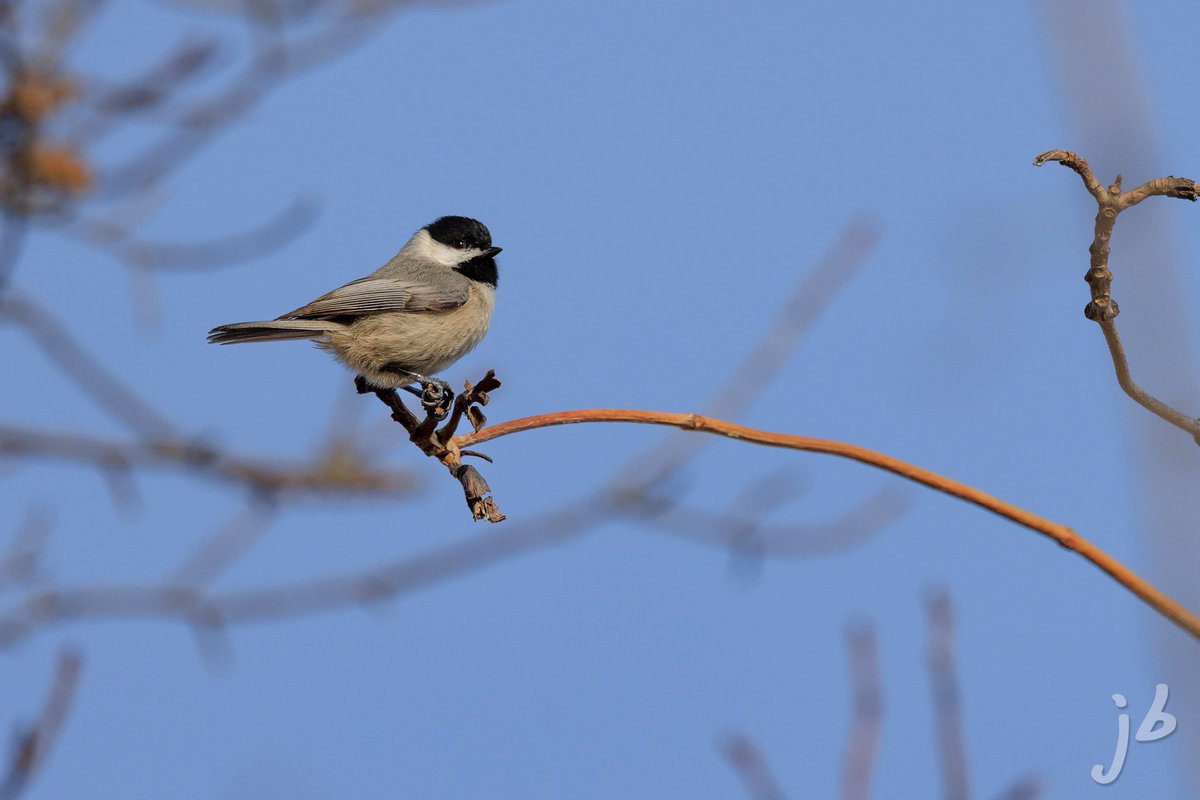 BLVD_DAWG's tweet photo. Carolina Chickadee  #TwitterNatureCommunity #BirdsSeenIn2024 #BirdTwitter #birding #birds #birdphotography #ThingsOutside #ThePhotoHour #birder #birdwatching #NaturePhotography #BirdsOfTwitter https://t.co/7pkVs9M6dv