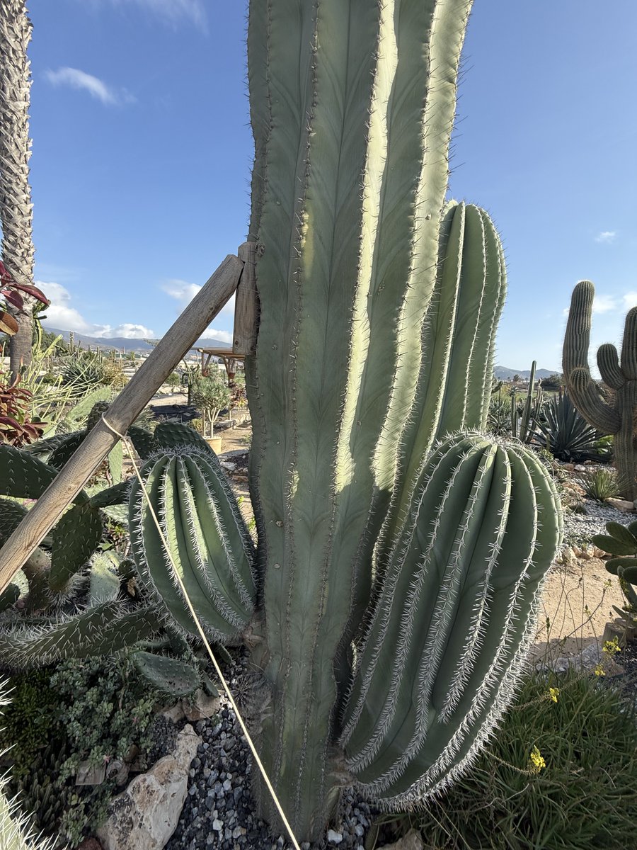 BadToxic's tweet photo. More from the #cactus #garden in #Motril (#ship #NorwegianPearl).
#parque #JardinDeCactus #park #cactus #Kaktus #Kakteen #cactusLover #cactusPark #spiky #stachelig #KaktusGarten #Garten #cruiseShip #cruise #Kreuzfahrt #Schiff #vacation #Urlaub @umiizza @CruiseNorwegian https://t.co/sJUtUBpeDr
