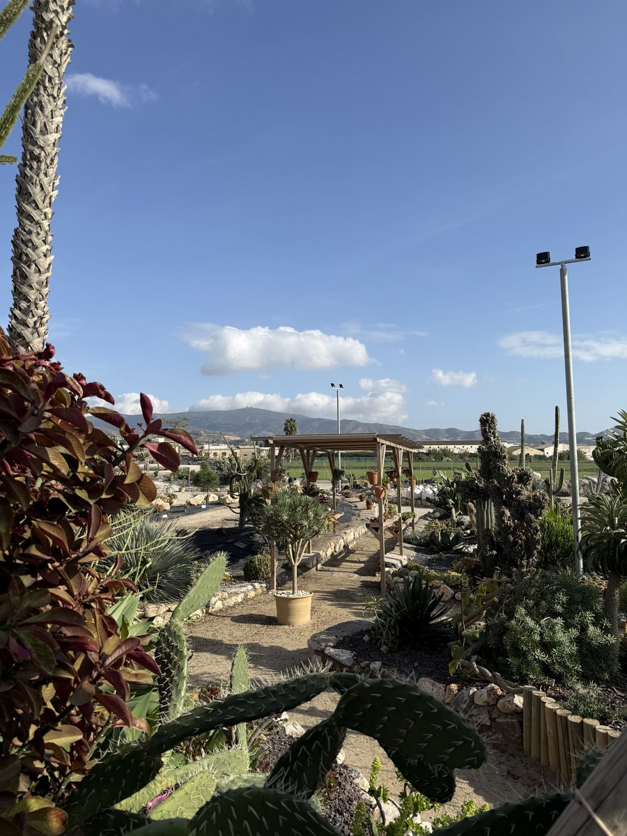 BadToxic's tweet photo. More from the #cactus #garden in #Motril (#ship #NorwegianPearl).
#parque #JardinDeCactus #park #cactus #Kaktus #Kakteen #cactusLover #cactusPark #spiky #stachelig #KaktusGarten #Garten #cruiseShip #cruise #Kreuzfahrt #Schiff #vacation #Urlaub @umiizza @CruiseNorwegian https://t.co/sJUtUBpeDr