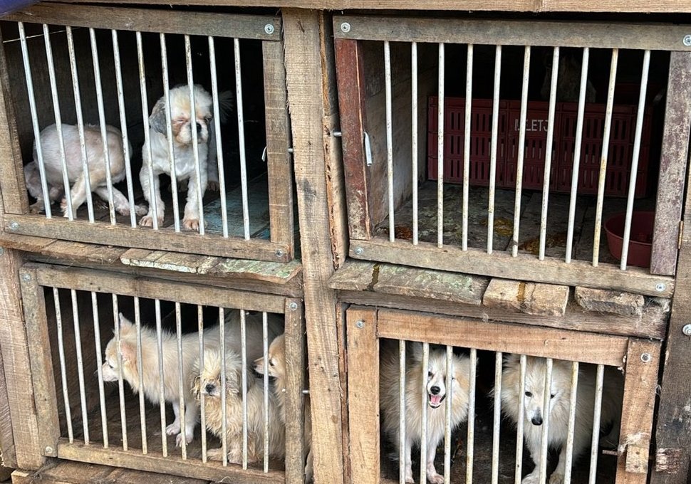 188 millones de multa deberá pagar el explotador de animales dueño de un criadero de Bucaramanga.

Los perritos encontrados estaban enjaulados, atados de sus cuellos, desnutridos. Allí malvivían perritas de raza Shih Tzu y Pomerania que eran separadas de sus cachorros, las cuales