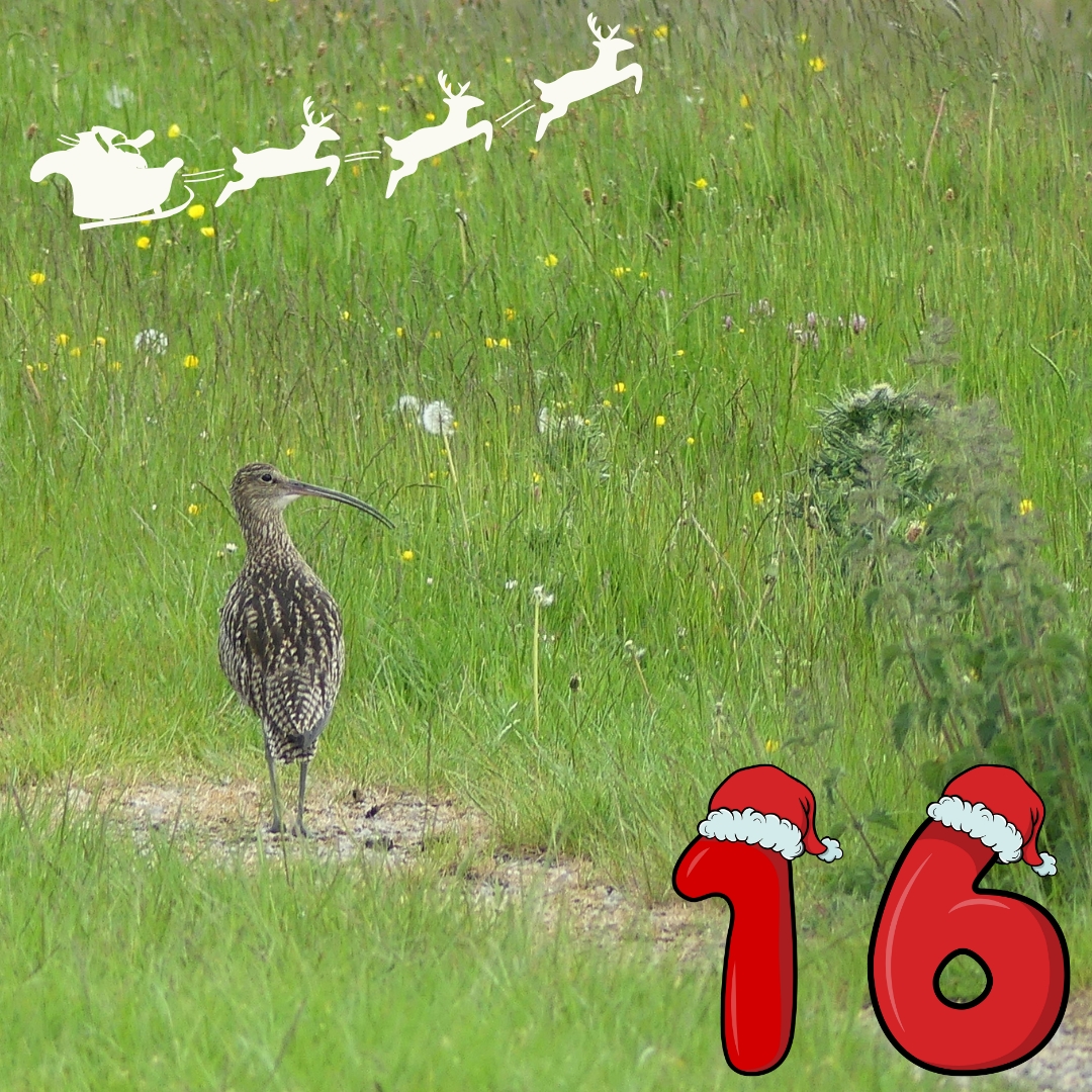 Day 16 of our #CurlewAdvent brings us a Eurasian Curlew looking longingly into the distance - perhaps to the return of spring? Photographed by Simon Taylor.