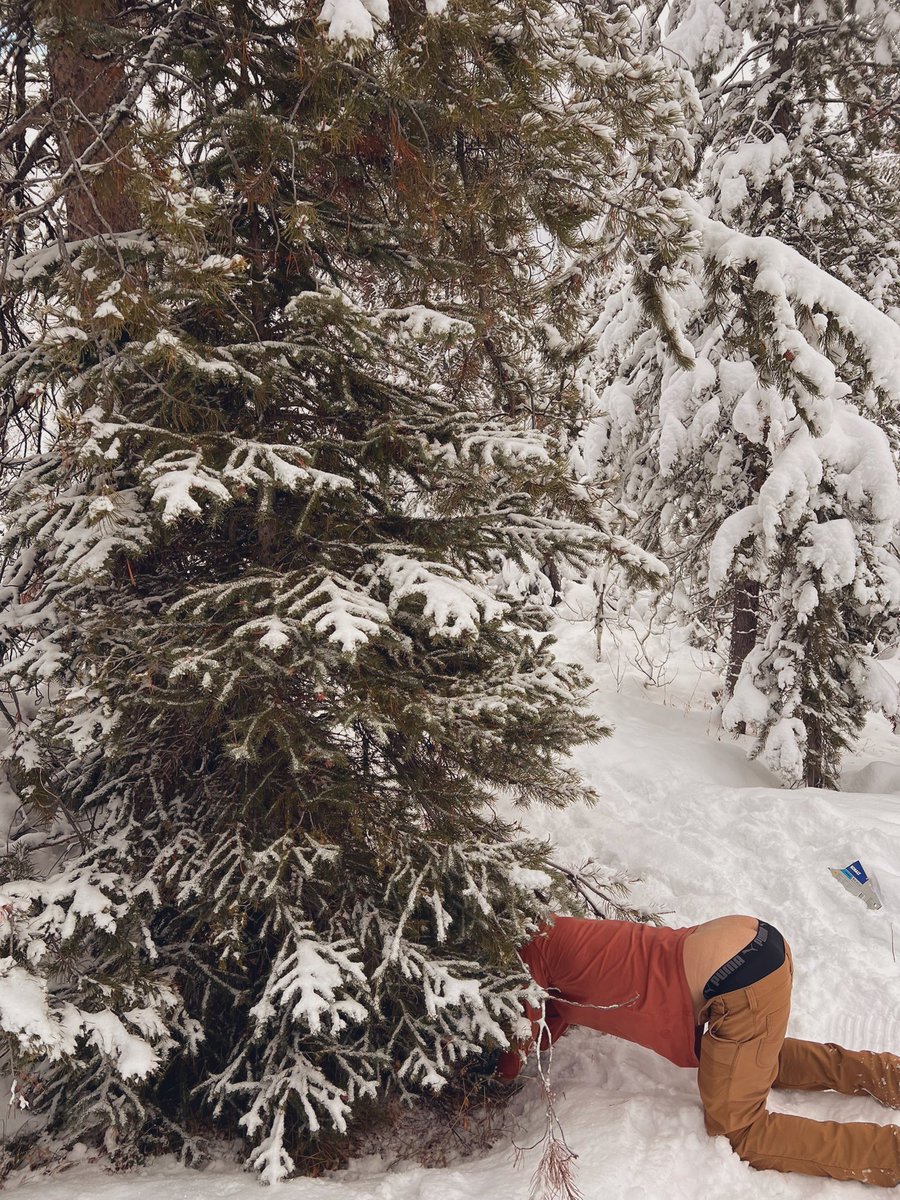 RockyMtnDILF's tweet photo. We had some fun with our Holiday Tree hunting this weekend 😏 More on #OnlyFans
https://t.co/eudWNXl7rg…
#RockyMountainGays #MountainMen #MountainGays #GayOutdoor #Exhibition #GayExhibition #TeamExhib #PublicGay #PublicSex #Bulge #Ass #Top #Bottom #PanTop #GayBottom https://t.co/fPBmJdpWcR