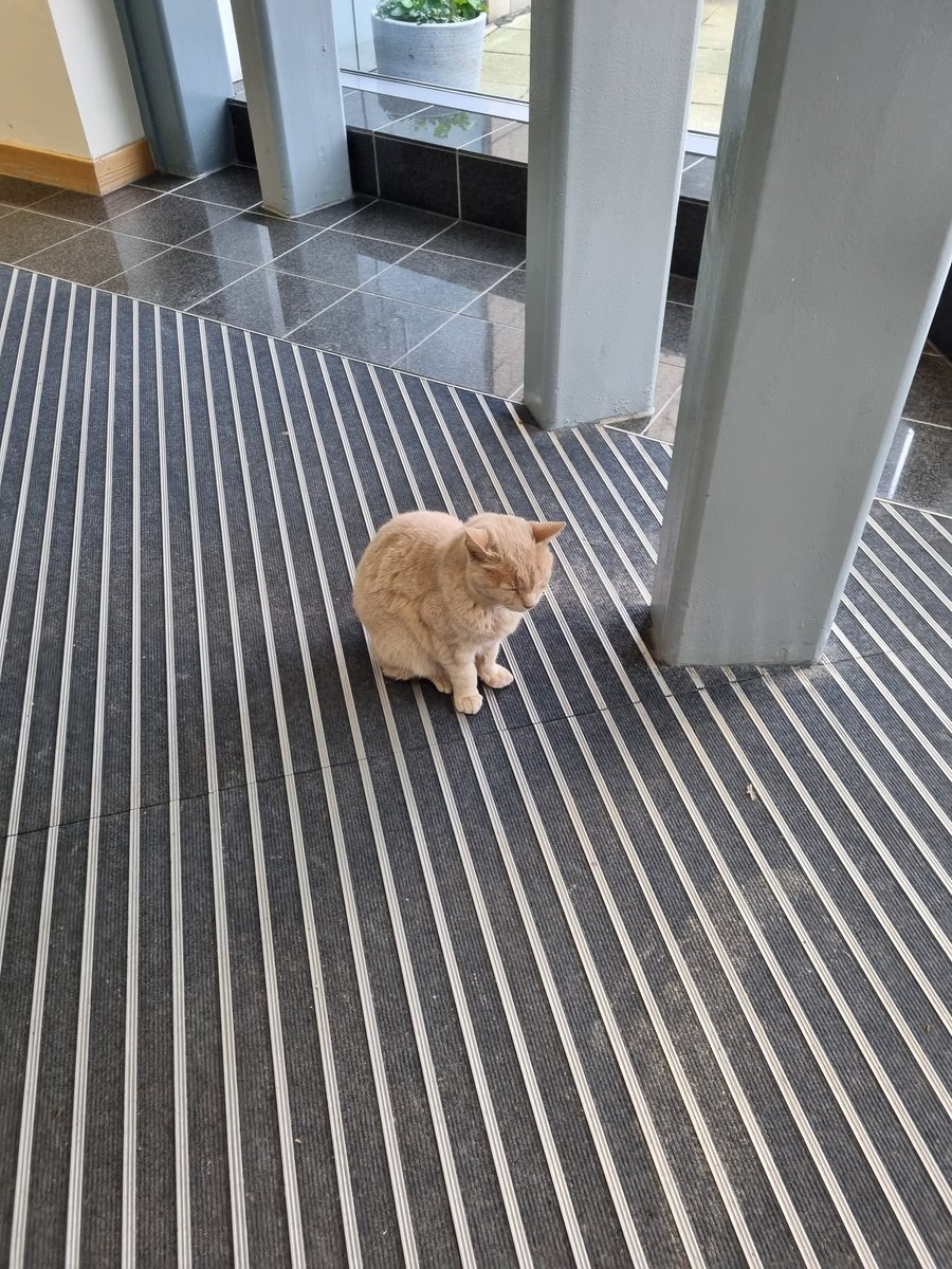 Yang, the Hexham General Hospital cat, was in his usual position today! He doesn't belong to the hospital he does have a home, but he comes to welcome patients every day 🥰
