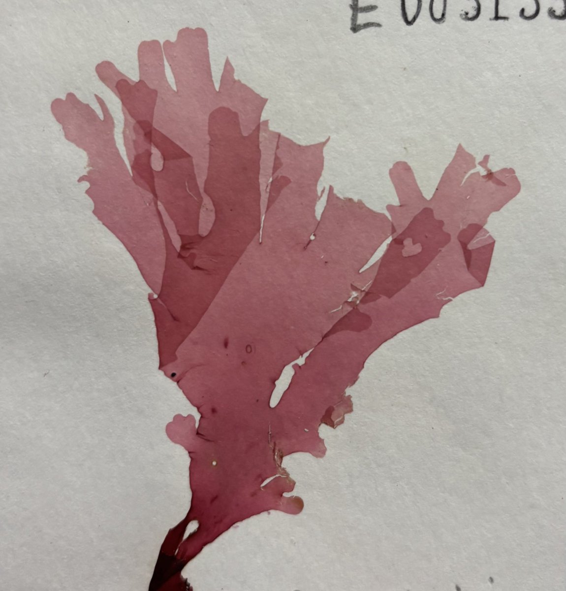 Barcoding our seaweed herbarium, Callophyllis lacinata.
