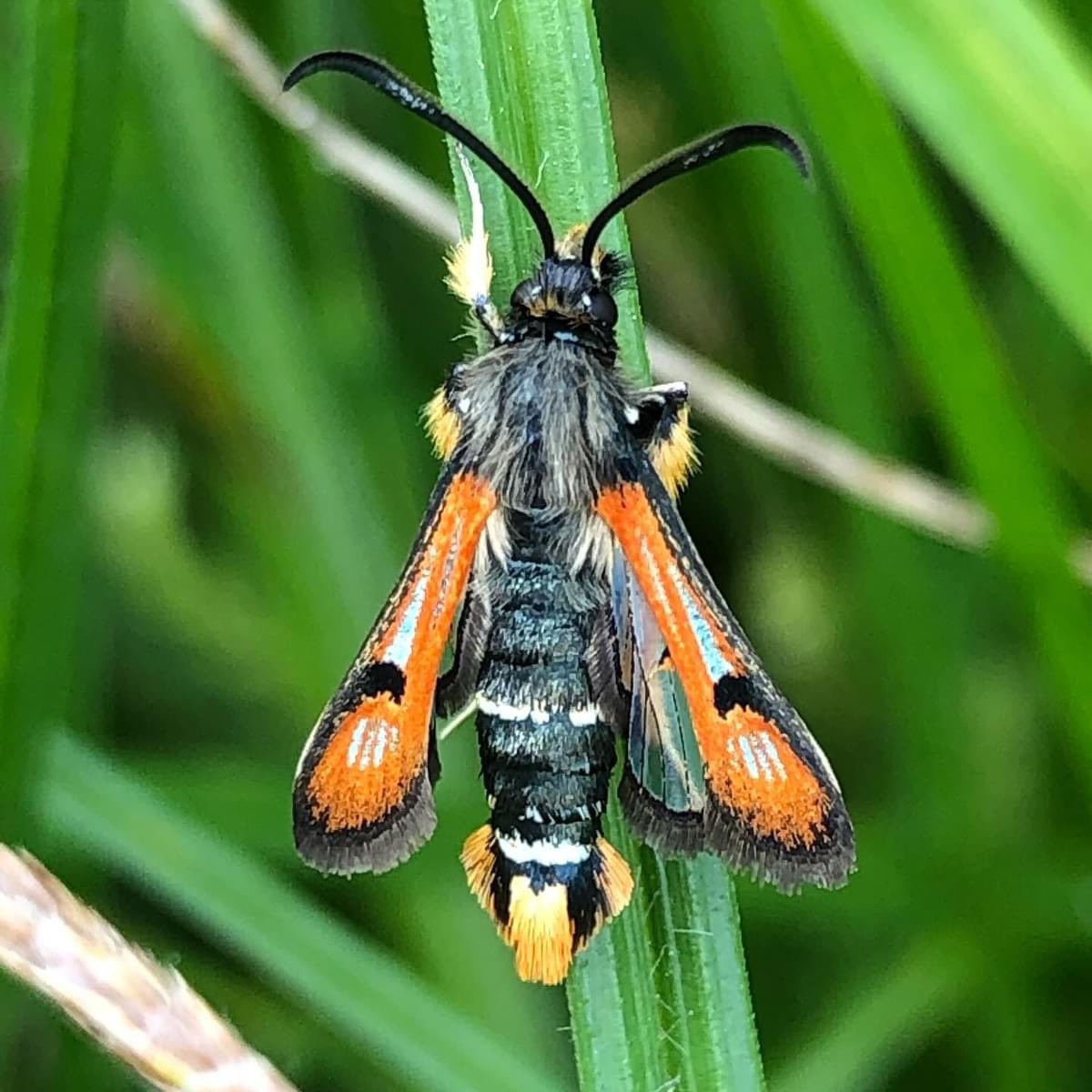 Friends of Betteshanger Country Park tweet media