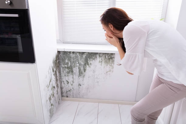 Keep your home or office safe from mold growth. Contact St. Louis Cleaning and Restoration for professional mold remediation services. Visit our website at stlouiscleaningandrestoration.com for more information.