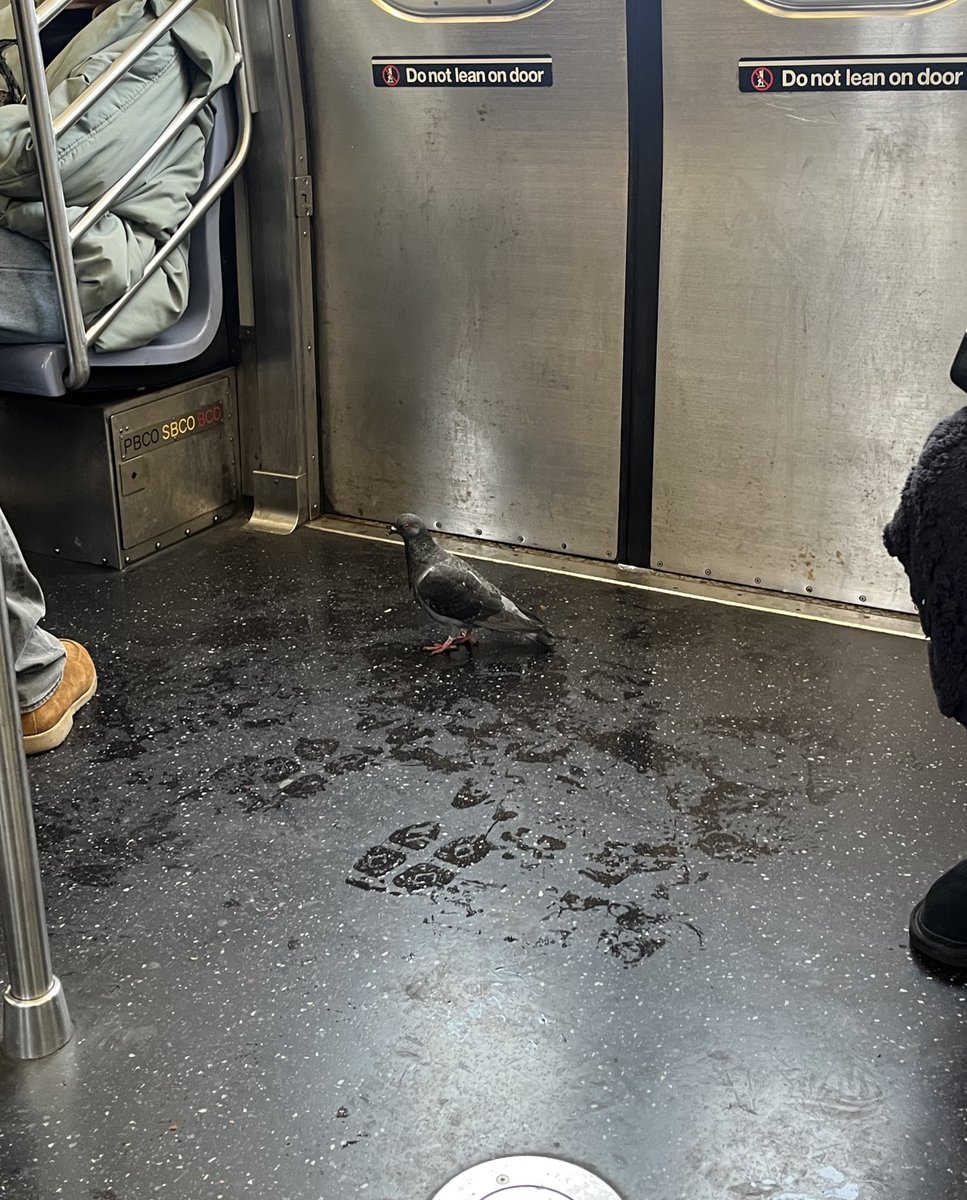 ianfluencer's tweet image. this diva got in at Marcy and stepped out at Delancey … her ass was not flying over that bridge