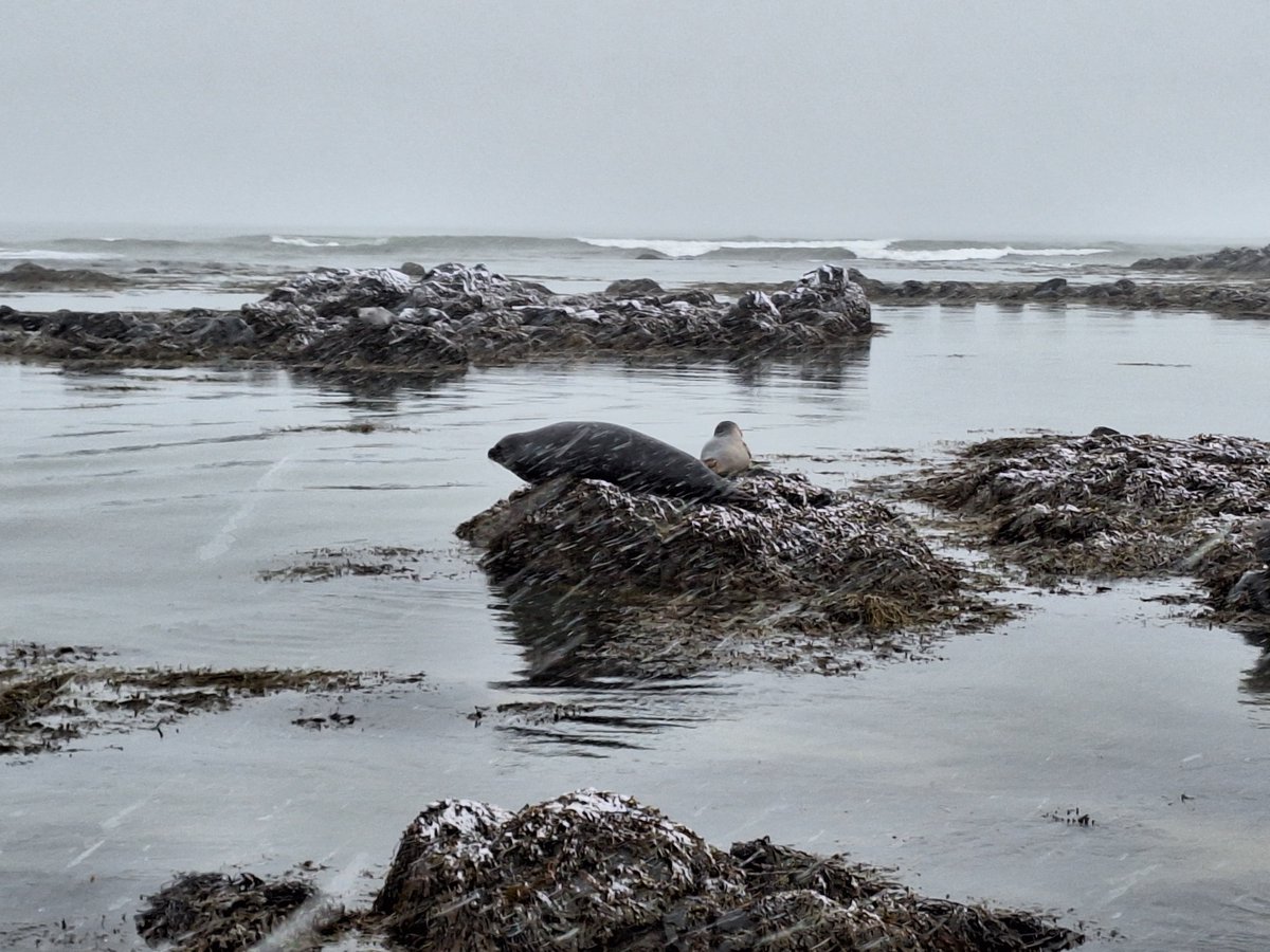 IcelandBus's tweet image. Snowfall on Snæfellsnes Peninsula ❄😊

📸 by our amazing guide Alain Corbeau

#Iceland #budarkirkja #arnarstapi #Snaefellsnes
