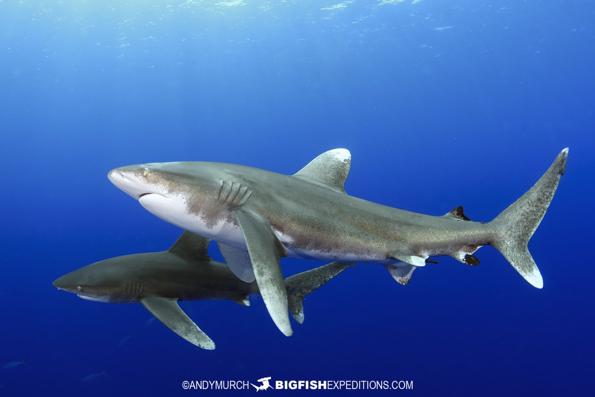 ♡ Oceanic Whitetip Shark