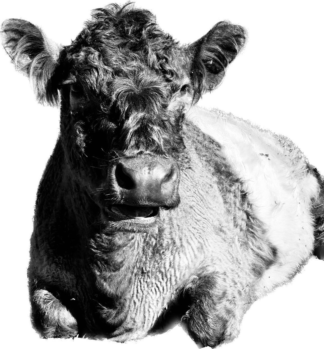 hawkridgefarm's tweet photo. Penelope the Beltie 🐮 #cows #organic #beef https://t.co/nhyTvijiXm