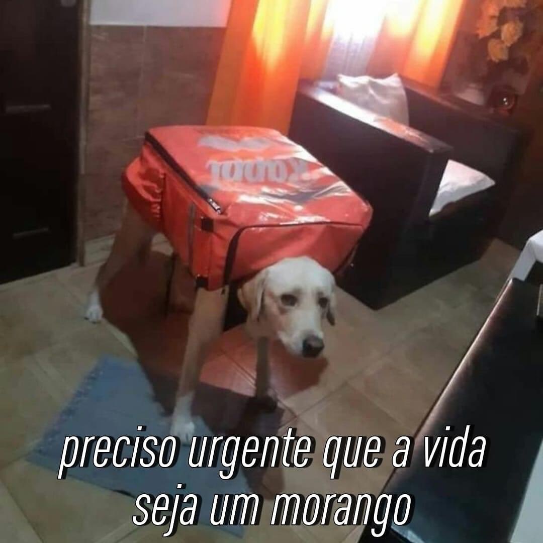 lendo_conversas's tweet photo. vídeos pra alegrar a sua noite - a thread 👇 https://t.co/K5Ud0h42V5