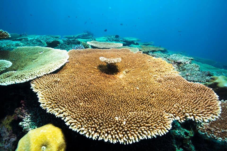 Peter Mumby (@petemumby) on Twitter photo Allee effects require corals to lie within a few metres of their neighbours to achieve successful fertilisation. doi.org/10.1073/pnas.2⦠open access <a href="/GerardRicardo01/">Gerard Ricardo</a> <a href="/ChrisDorop/">Christopher Doropoulos</a> <a href="/PICRCPalau/">Palau International Coral Reef Center (PICRC)</a> Allee effects require corals to lie within a few metres of their neighbours to achieve successful fertilisation. doi.org/10.1073/pnas.2⦠open access <a href="/GerardRicardo01/">Gerard Ricardo</a> <a href="/ChrisDorop/">Christopher Doropoulos</a> <a href="/PICRCPalau/">Palau International Coral Reef Center (PICRC)</a>