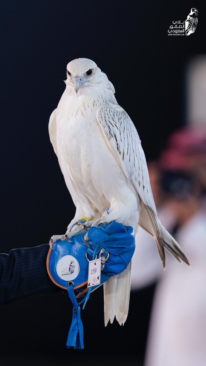 NCFSaudi's tweet photo. الفائز بالمركز الثاني فئة (جير بيور فرخ) #مسابقة_المزاين 🥈

#مهرجان_الملك_عبدالعزيز_للصقور⁩ 2024
⁧#إرث_يتجدد⁩ 
⁧#نادي_الصقور_السعودي⁩ 𓅃 https://t.co/9Nrrhr3Os3
