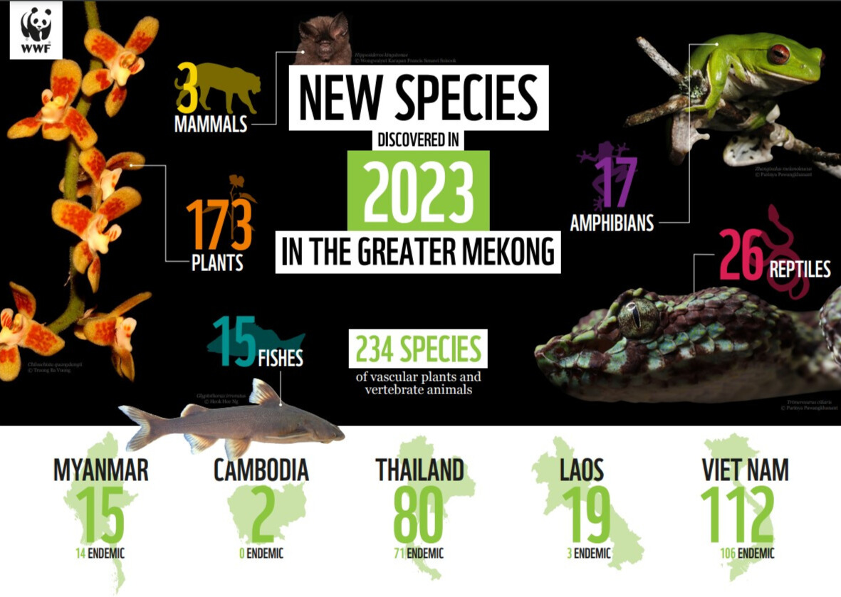 ✨ A pit viper with eyelash-like scales
✨ A leafless orchid already at risk
✨ A mango-scented ginger

These are just a few of the **173 plants, 61 animals, and 3 mammals** newly documented in the latest #MekongNewSpecies report.