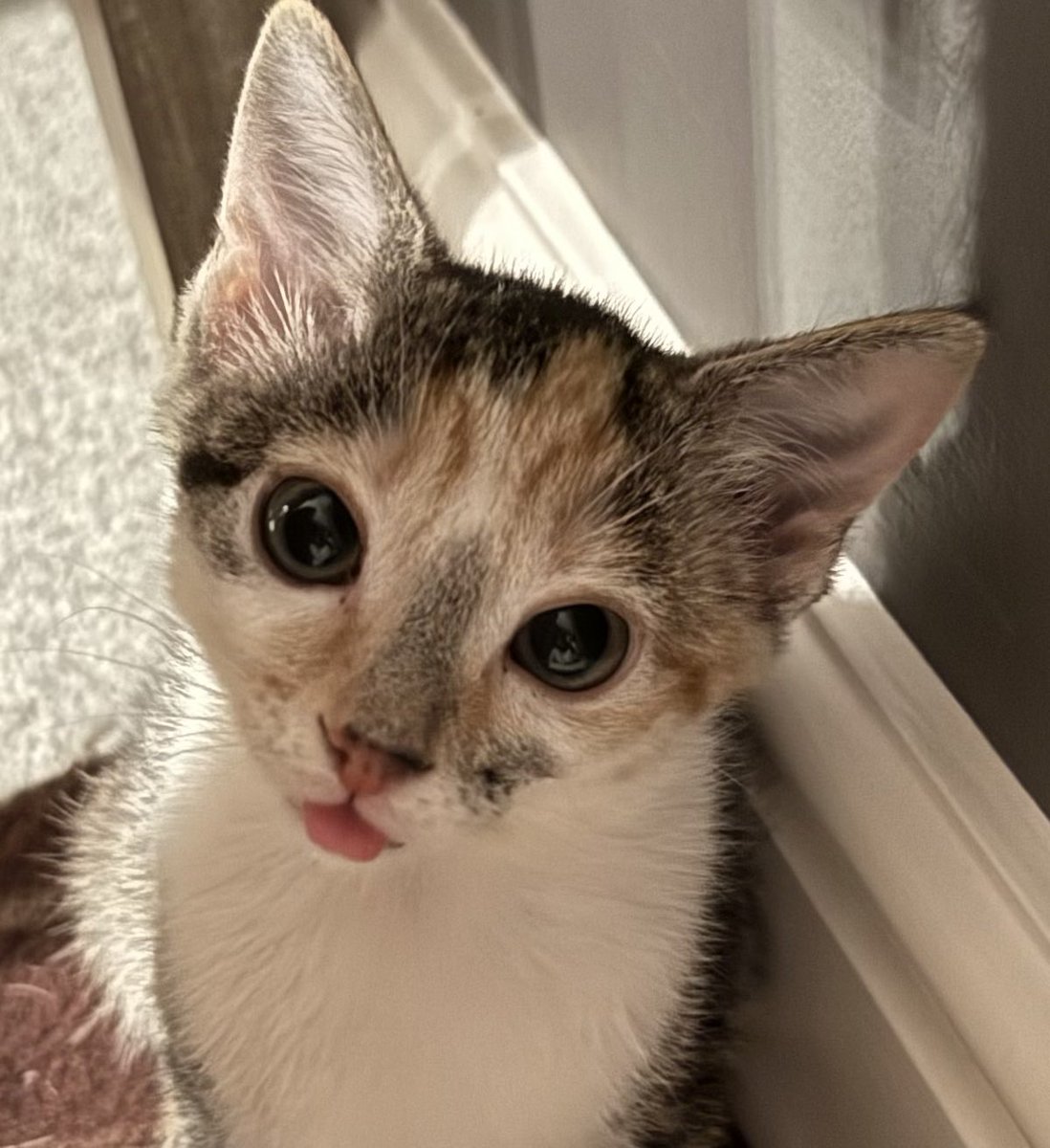 KittensCam's tweet photo. It’s almost #tongueouttuesday😝😜😛
#fairycatmother #ferals #orphans #pepperpot #catsofX #adoptdontshop #kittenCam #kittensofX #cats #kittens #cute #fosteringsaveslives #kittensofinstagram #catsofinstagram 🐾 https://t.co/NImYzNcHBH