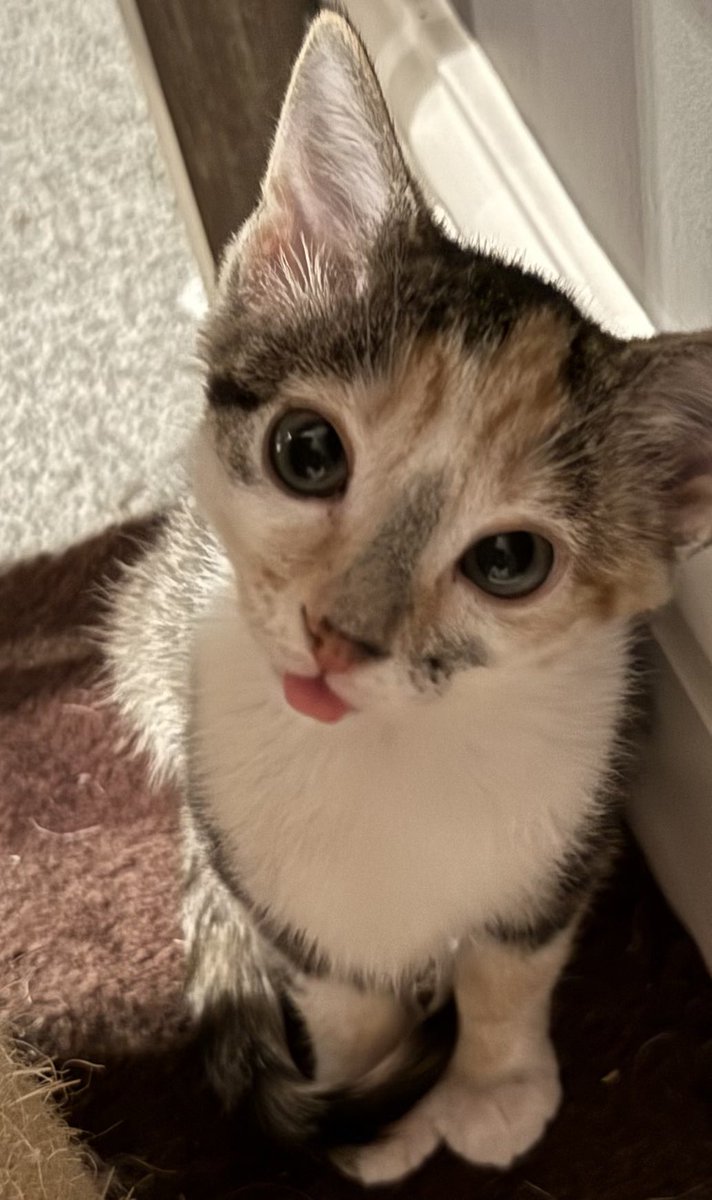 KittensCam's tweet photo. It’s almost #tongueouttuesday😝😜😛
#fairycatmother #ferals #orphans #pepperpot #catsofX #adoptdontshop #kittenCam #kittensofX #cats #kittens #cute #fosteringsaveslives #kittensofinstagram #catsofinstagram 🐾 https://t.co/NImYzNcHBH