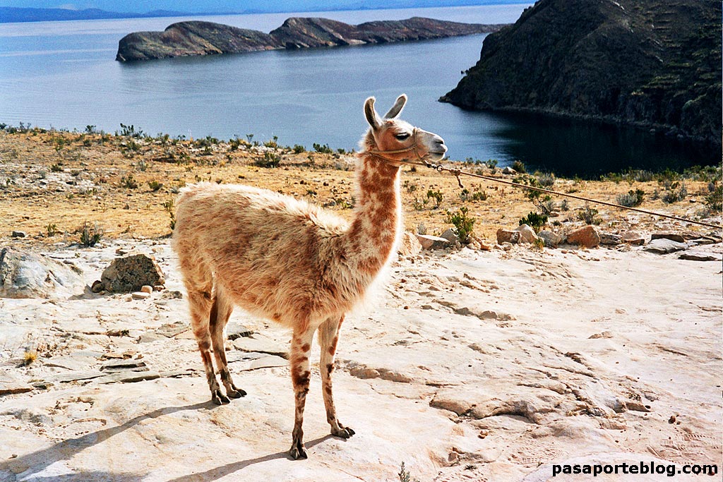 Llamar al Lago Titicaca mar no es para nada descabellado, ya que es el lago navegable más alto del mundo. Está situado a 3.800 metros sobre el nivel del mar, en el altiplano entre Perú y Bolivia.
pasaporteblog.com/lago-titicaca-…