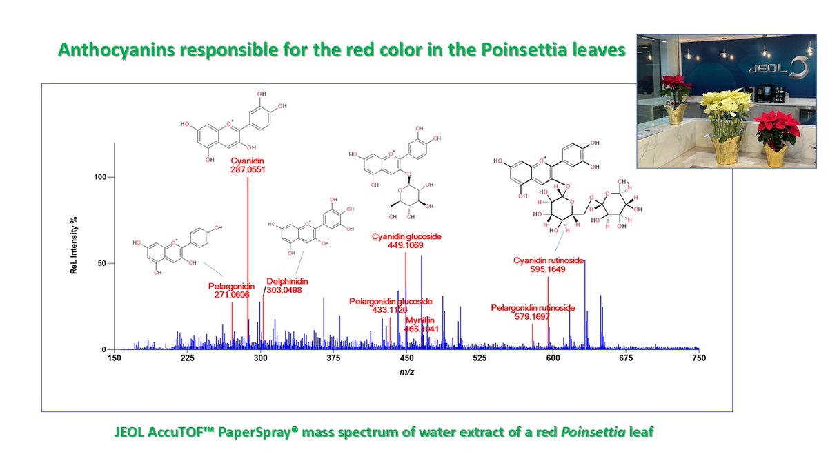 The first-floor renovation at <a href="/JEOLUSA/">JEOL USA</a>  is  almost done, and the seasonal poinsettias are already in the lobby.   Here's a PaperSpray mass spectrum that shows the anthocyanins  responsible for the red color of the leaves.