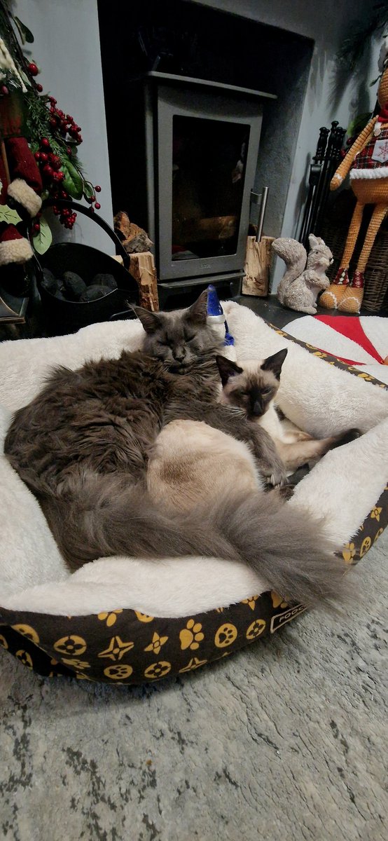 WanderlustJoolz's tweet photo. When you get your Maine Coon a Siamese/Ragdoll cross for Christmas lol 🥰 https://t.co/XDKzAvDcbk