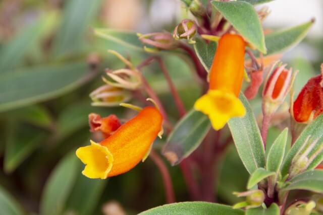 ☘️☘️12月17日☘️☘️
おはようございます😃
Happy Tuesday 💫💕💫

辛いときこそ笑顔を作ってみる
大丈夫、なんとかなる

今日の誕生花
✨フリージア
　親愛の情、友情
✨シーマニア
　繁栄、コミュニケーション