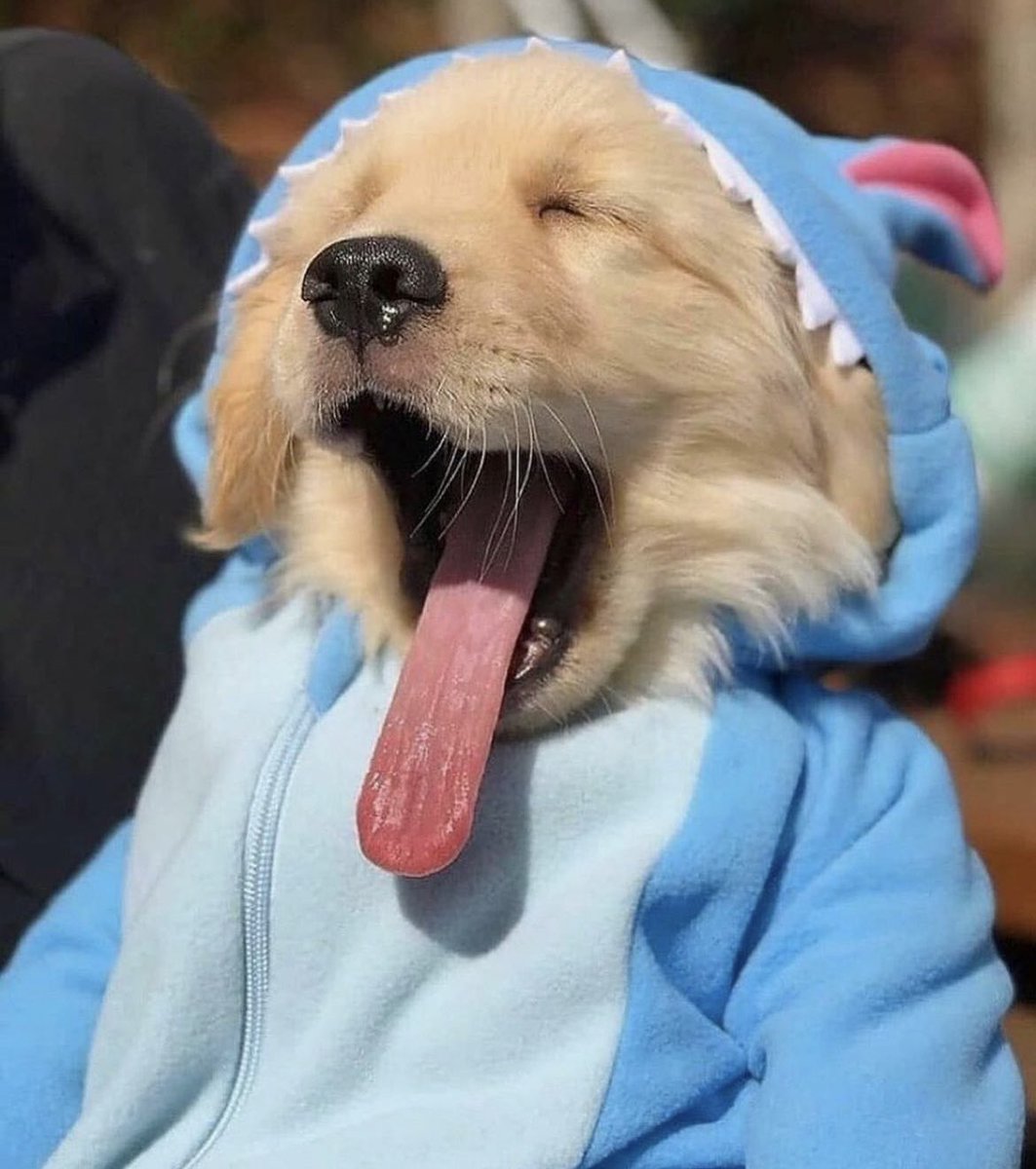 puppies_video's tweet photo. https://t.co/4HJru0B2pO