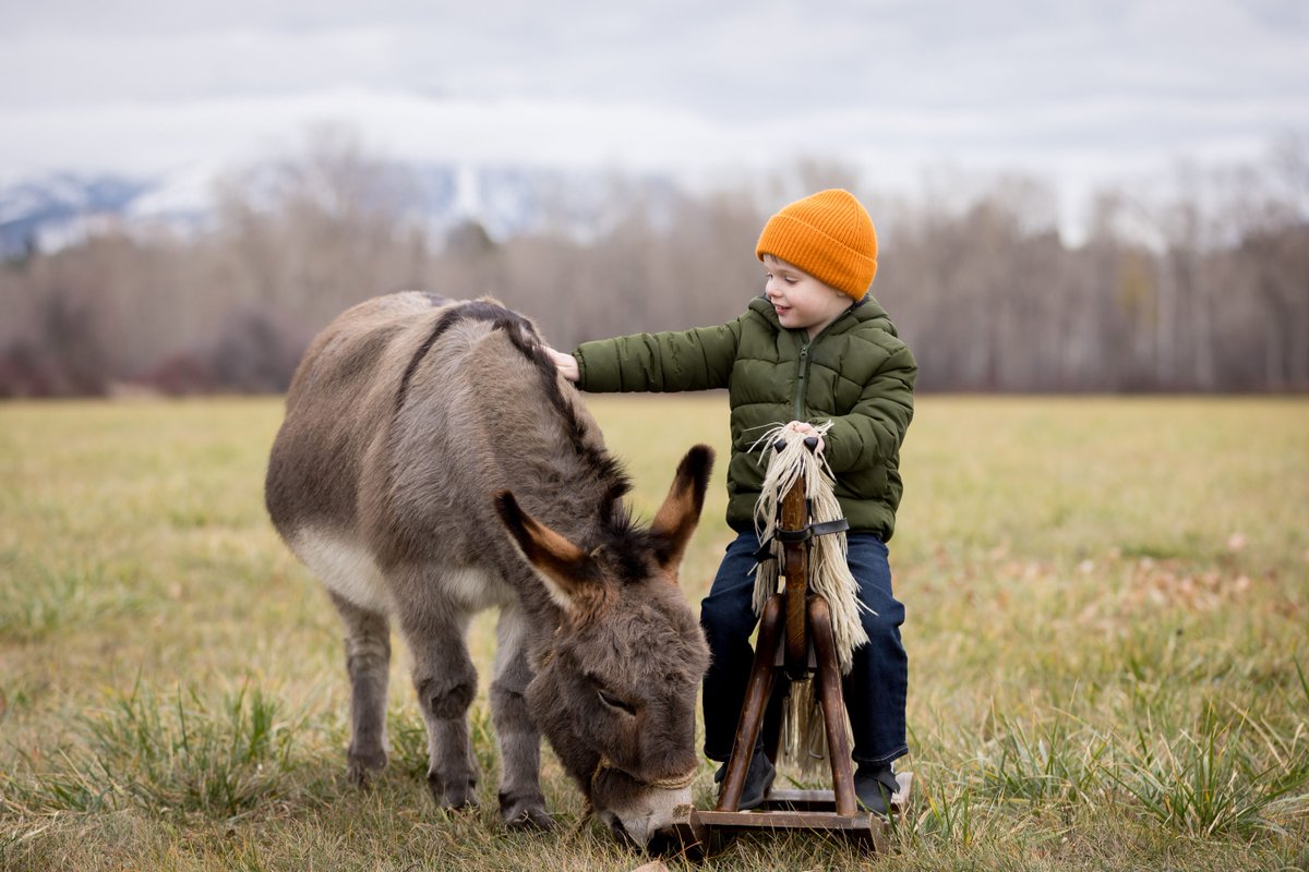 candidapplebc's tweet photo. Donkey Minis 2024!  All galleries have been delivered!  Eeyore soaked up all the extra love, snuggles, smooches, and treats this year.  The genuine smiles in photos like these are why we continue to bring this heartwarming experience to families 🥰 https://t.co/oWuIzU5ZBw