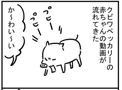 ブログ更新!「クビワペッカリーって知ってる?」https://t.co/burQpL87lC 