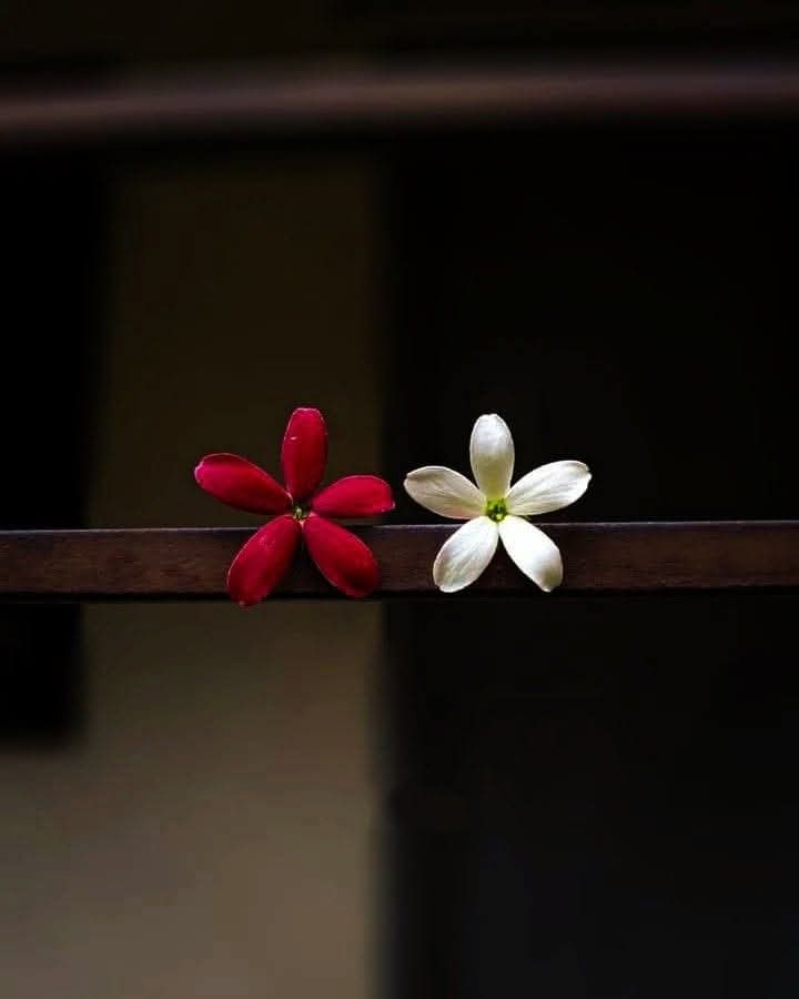 S81272's tweet photo. टूटना, बिखरना और बिखर कर खुद ही खुद को समेटना

बस यही ज़िंदगी है...!!🌼🍂 https://t.co/mpqhaiu8qT