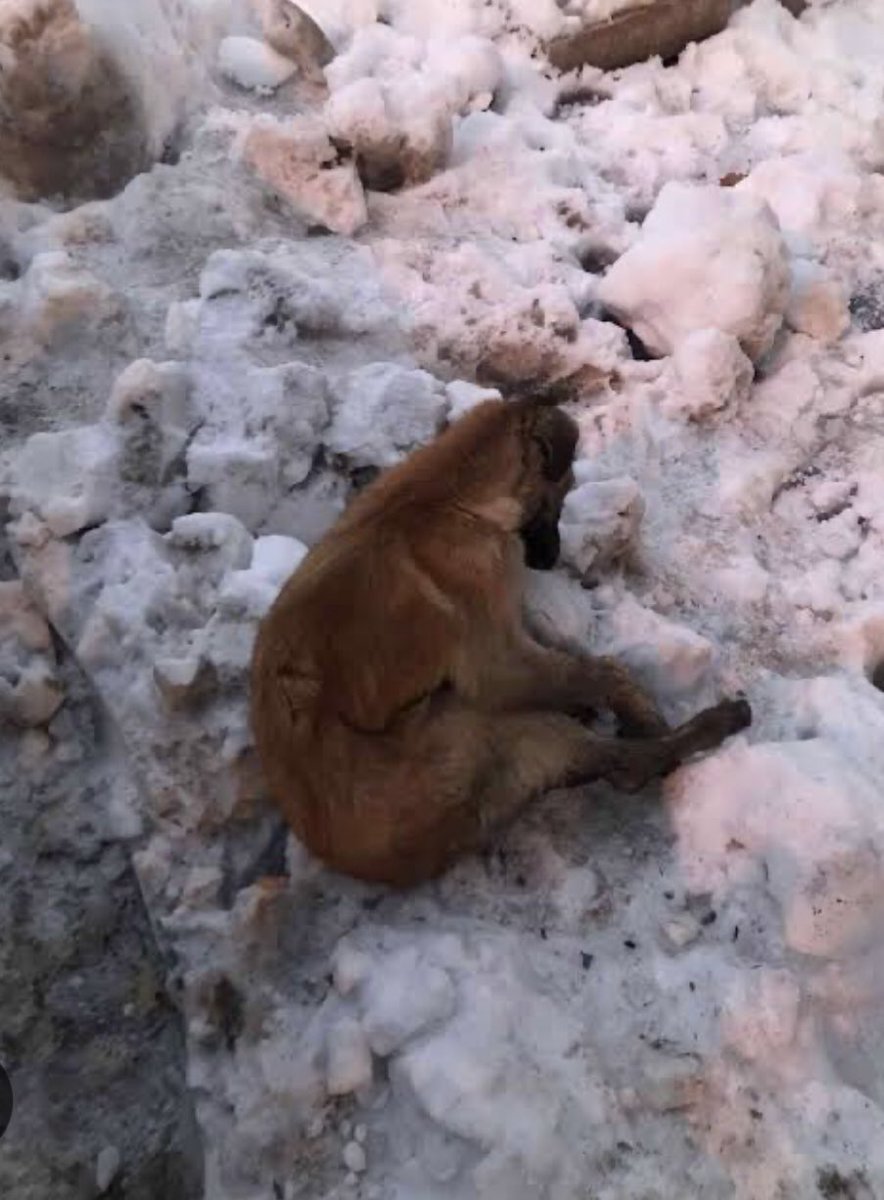 Evlerine girdiklerinde Çok soğuktu diyen insanlar var dı bu gün .. Ve çok soğuktu diyemeyip sığınacak yerleri olmayan  donanlar ..!!!!    #SokakHayvanlarınaDokunma