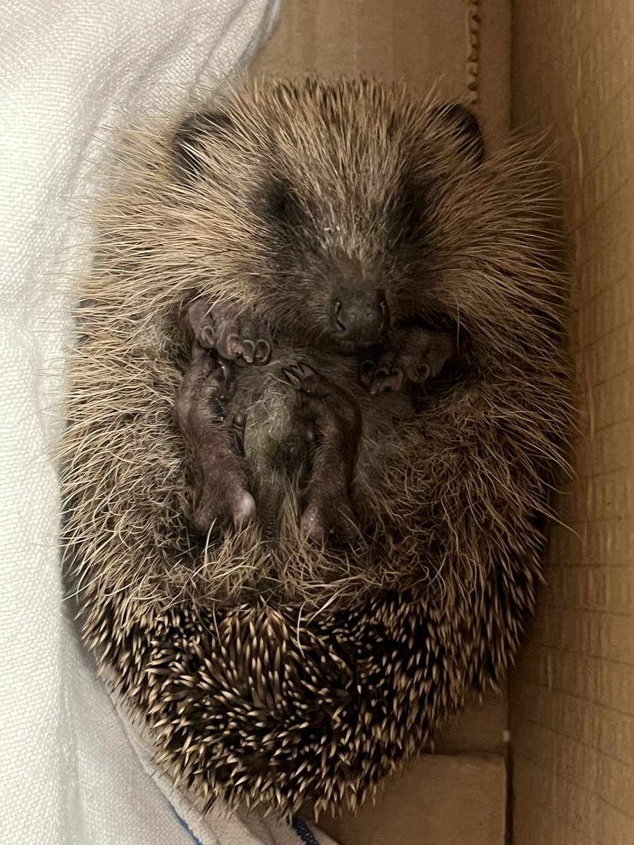 PortsmouthSLS's tweet image. Max the Hodgeheg visited us at SLS today looking for a copy of Mrs Tiggy-Winkle… it was a bit cold for him to be up and about so we helped him get snuggly and gave him a lift to a hedgehog sanctuary where he can have a safe and happy Christmas ❤️🦔 #libraryhedgehog