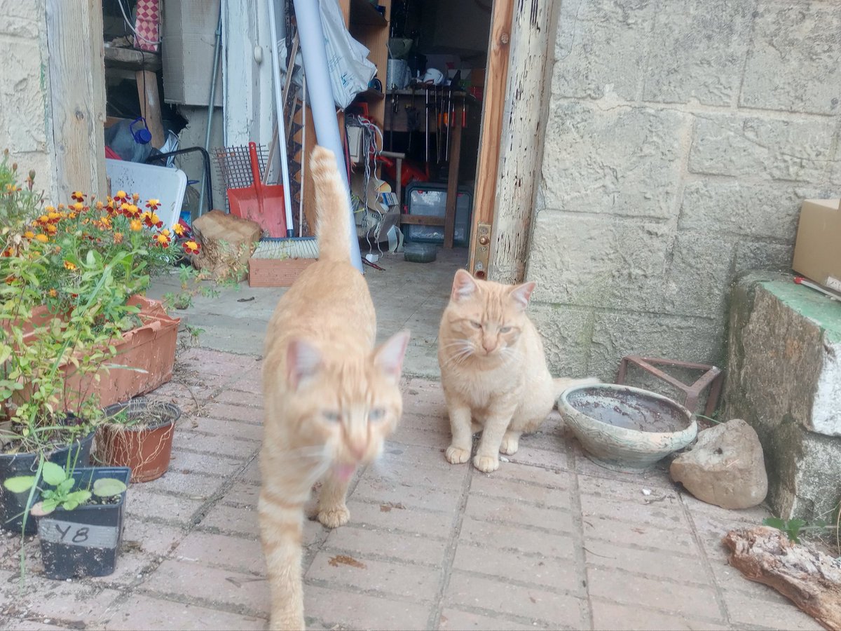 Haidarx_'s tweet photo. Mañana esterilizan a los dos rubios más guapos del mundo y estoy muy de los nervios #Ronie #Mini ❤️ https://t.co/rOo1S3AnI9