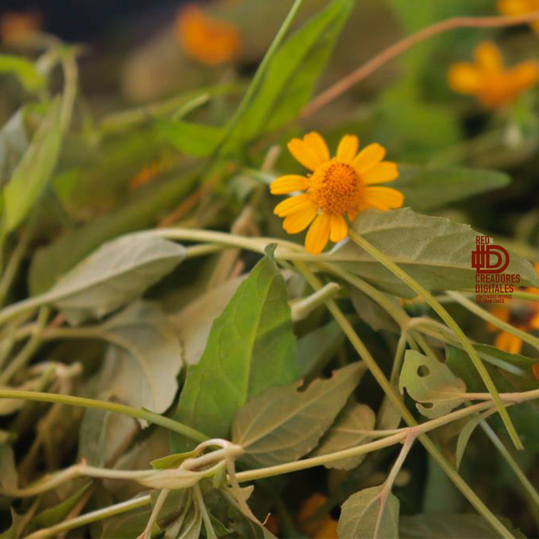 Grupo Sunu tweet media