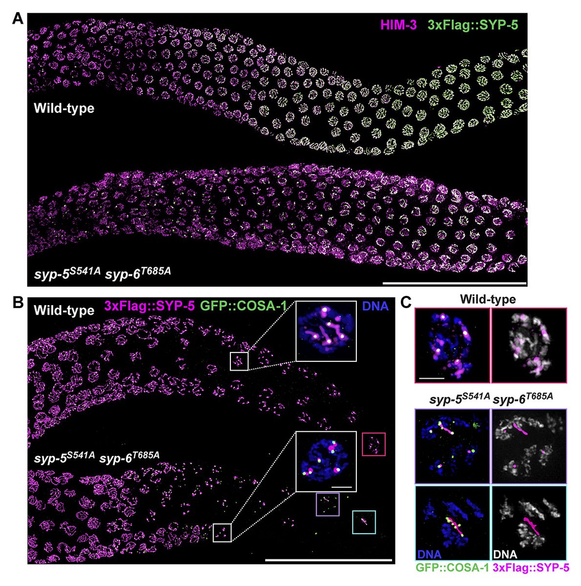 JCellBiol's tweet image. New study from Gold, @WormMeiosis et al. @JohnsHopkins uncovers a key regulatory mechanism by which Polo-like kinases control the assembly and disassembly of the synaptonemal complex during #Celegans meiosis. hubs.la/Q02_P15w0 

#CellCycle #CellDivision #Genetics