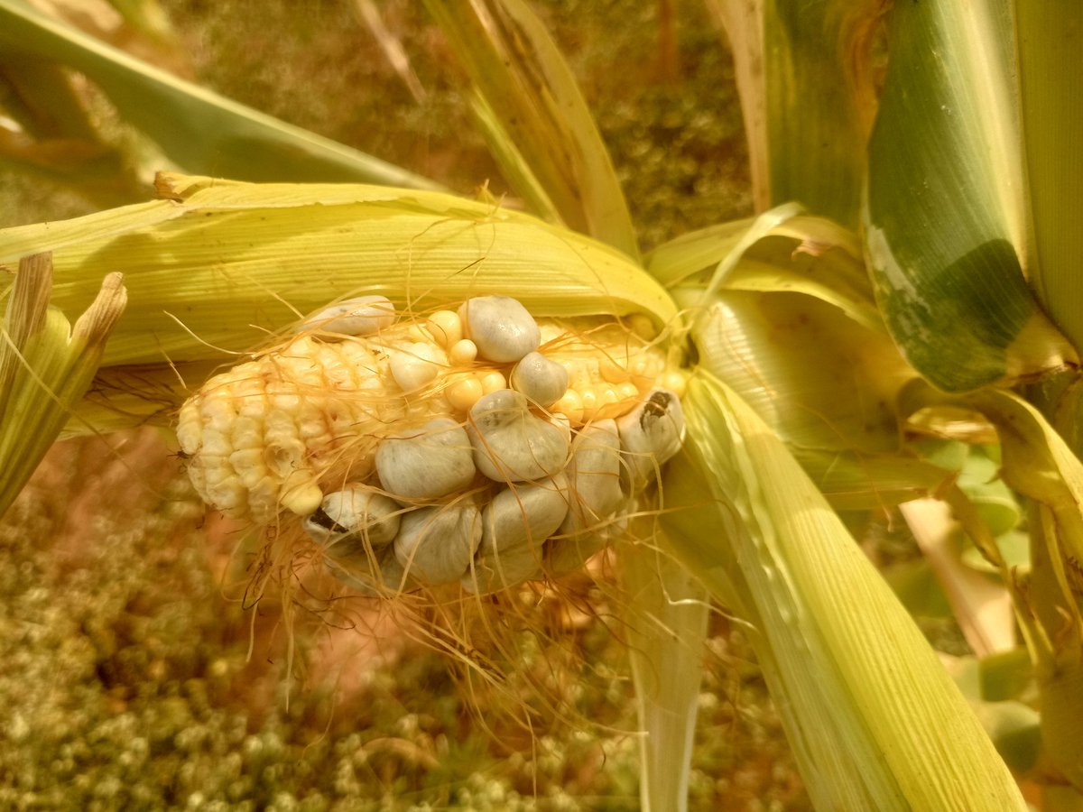 Prayforgrace247's tweet photo. @Nig_Farmer Agba farmer, na wetin one of my maize produce be this o. Wetin we go call ham 😉 https://t.co/6cUbmSSvFV