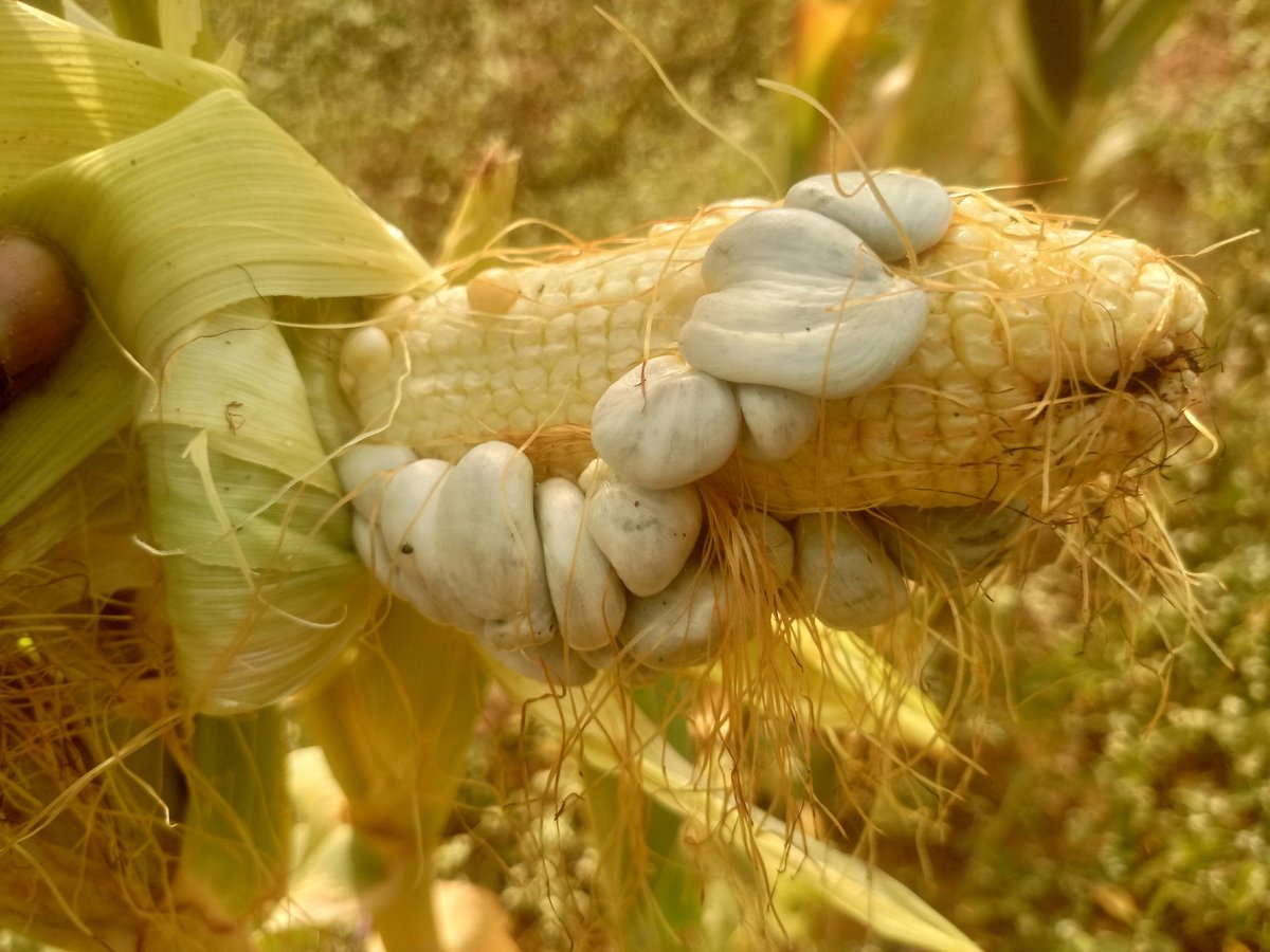 Prayforgrace247's tweet photo. @Nig_Farmer Agba farmer, na wetin one of my maize produce be this o. Wetin we go call ham 😉 https://t.co/6cUbmSSvFV