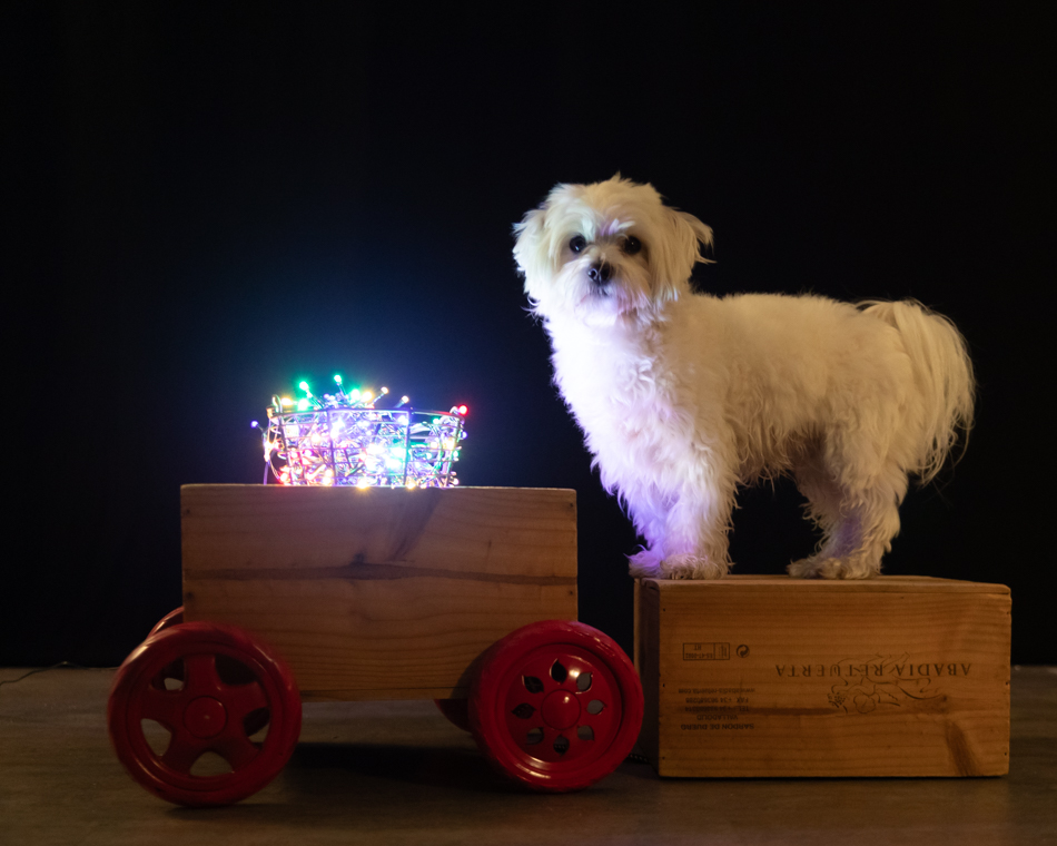 mascotesdcolors's tweet photo. Esta Navidad, tenemos precios especiales en las 📷 sesiones de fotos con tu 🐾 perro o con tu gato.
🎁 Están también disponibles en vale regalo. No te digo más.... yo lo miraría... 😜
https://t.co/86iIkrIUHm https://t.co/RKGdhrFR62