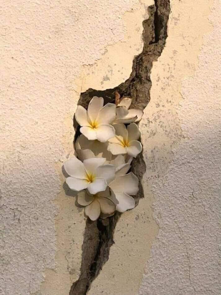 (إرادة الورد)

#سوريا_تتحرر